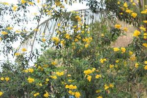 manda cathartica gul blomma i de trädgård på fläck bakgrund foto