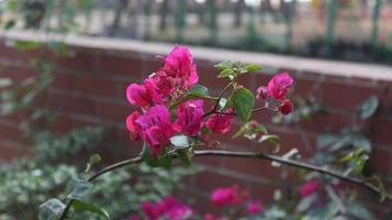 rosa bougainvillea blommor i de trädgård. selektiv fokus. foto