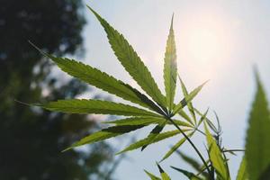 cannabis blad mot och Sol blå himmel bakgrund foto