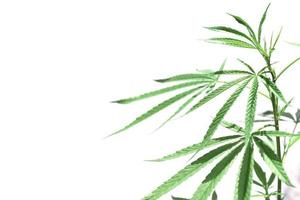 cannabis blad mot isolera på vit bakgrund foto