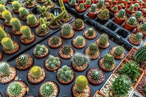 plantering kaktus i kastruller på trädgård foto