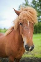 porträtt av en isländsk häst foto