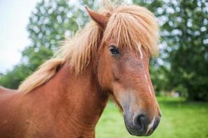porträtt av en isländsk häst foto