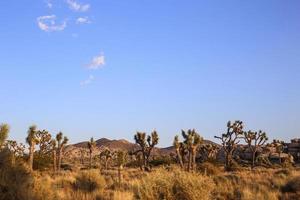 joshua tree national park foto