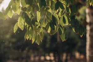 höst guld brun löv på en träd på en solig dag med bokeh foto