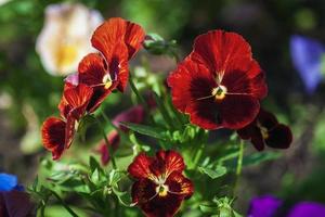 röd pansies blommande på en blomma säng i sommar foto