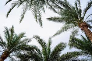 palmer på himlen foto