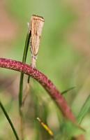 gräs faner fjäril sitter på topp av en maskros stam till blandning i med de bakgrund foto