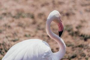 rosa fågel flamingo stående på parkera foto