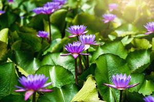 violett lotus med grön blad i damm och solsken foto