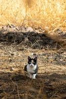 svart och vit katt sitter i en fält. foto