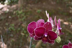 stänga upp Foto av violett orkide blomma när blomma på de blomma trädgård. de Foto är lämplig till använda sig av för natur bakgrund blomma affisch och botanisk innehåll media.