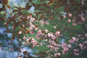 rosa och vit persika blommar på en persika träd foto