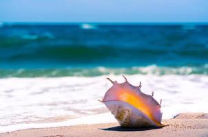 conch skal på en strand foto
