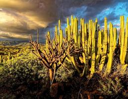 grupp av kaktusar i de öken- foto