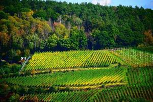 grön och gul höst vingårdar foto