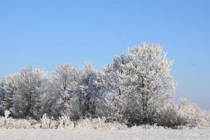 isig vinter- träd foto