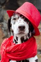 dalmatiner bär en röd hatt och halsduk foto
