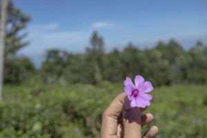 stänga upp Foto man håll rosa blomma med trädgård bakgrund och blå himmel. de Foto är lämplig till använda sig av för miljö bakgrund, natur affisch och natur innehåll media.