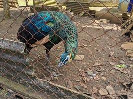 stänga upp påfågel fågel på de mini Zoo semarang central java. de Foto är lämplig till använda sig av för natur djur- bakgrund, Zoo affisch och reklam.