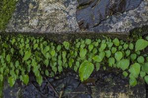 stänga upp av grön lämna bakgrund på regnskog. Foto är lämplig till använda sig av för natur bakgrund, botanisk affisch och natur innehåll media.