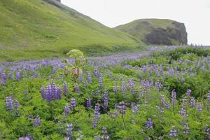 lila vilda blommor i vik, island foto