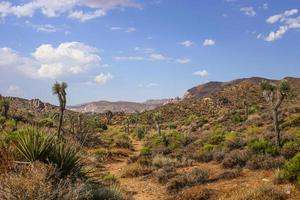 Joshua Tree National Park Valley View foto