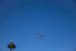 fri fåglar storkar på en bakgrund av de blå himmel i flyg stridande för gniazo i de vår foto