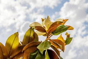 stor vit magnolia mot en bakgrund av mörk grön löv på en träd i vår dag foto