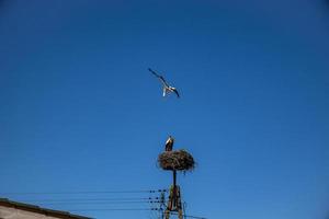 fri fåglar storkar på en bakgrund av de blå himmel i flyg stridande för gniazo i de vår foto