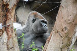 gorilla i de Zoo foto