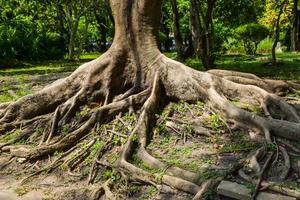 träd och rötter, skön landskap i drottning sirikit parkera i Bangkok, thailand foto