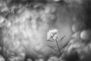 liten delikat höst blommor i de trädgård på en bakgrund med bokeh foto