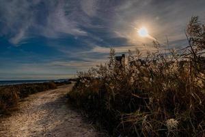 landskap sand väg på de havsstrand bland blomning stor gräs på solnedgång foto