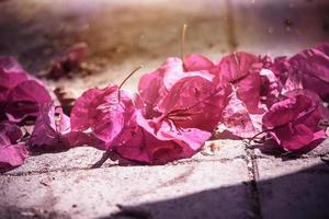 delikat rosa bougainvillea blomma på en träd på en värma vår dag foto