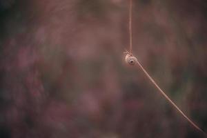 snigel på en buske i ett höst dag naturlig minimalistisk bokeh bakgrund foto