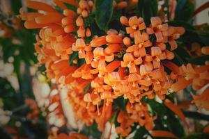 original- orange blommor bland grön löv i de värma eftermiddag Sol i närbild foto