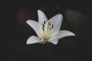 vit delikat lilja blomma på mörk bakgrund foto