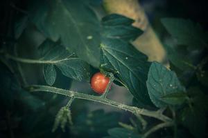 små grön och röd organisk körsbär tomater på en buske i de trädgård foto