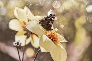 gul blomma i de trädgård i de sommar Sol bokeh fjäril foto