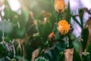 orange taggig päron kaktus blomma på en bakgrund av grön i de trädgård foto