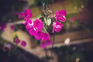 delikat rosa bougainvillea blomma på en träd på en värma vår dag foto