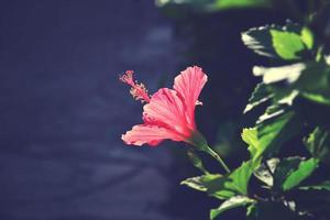 blomning hibiskus blomma växande i de trädgård bland grön löv i en naturlig livsmiljö foto