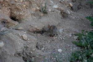 liten vild grå kanin i naturlig livsmiljö i Spanien foto