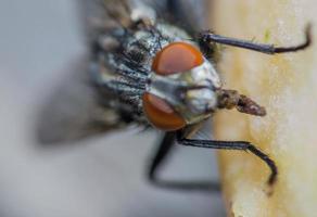 makro närbild av en husfluga cyclorrhapha, en vanlig fluga som finns i hus foto