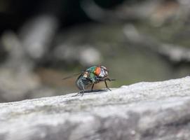 makro närbild av en husfluga cyclorrhapha, en vanlig fluga som finns i hus foto