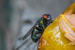 makro närbild av en husfluga cyclorrhapha, en vanlig fluga som finns i hus foto