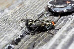 makro närbild av en husfluga cyclorrhapha, en vanlig fluga som finns i hus foto