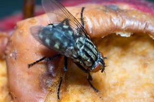 makro närbild av en husfluga cyclorrhapha, en vanlig fluga som finns i hus foto