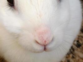 närbild av ett vitt kaninansikte foto